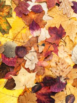 natural autumn background from various multicolor leaves of oak, maple, alder, malus trees