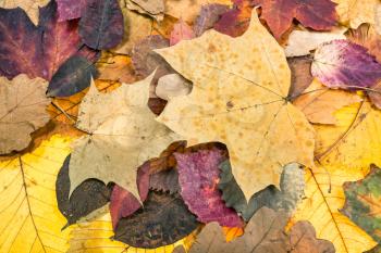 natural autumn background from multicolour fallen leaves of oak, maple, alder, malus trees