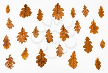 ornament from common oak autumn leaves on white background