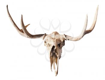 front view of natural skull of young moose animal isolated on white background from Smolensk region of Russia