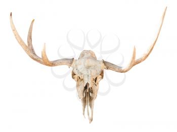 front view of natural skull of young elk animal isolated on white background from Smolensk region of Russia