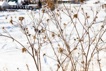 dried thistle at riverbank of frozen river in Suzdal town in winter in Vladimir oblast of Russia