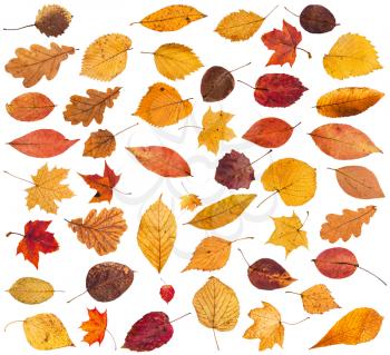 collection of various dried autumn fallen leaves isolated on white background