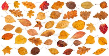 lot of various dried autumn fallen leaves isolated on white background