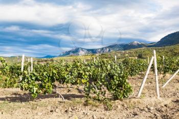 travel to Crimea - vineyard of winery farm Alushta of Massandra plant on Crimean Southern Coast in september