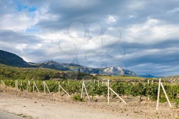 travel to Crimea - view of vineyard of winery farm Alushta of Massandra plant near country road on Crimean Southern Coast in september