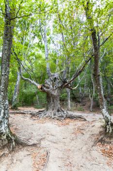 travel to Crimea - bizarre tree in woods in Haphal Gorge of Habhal Hydrological Reserve natural park on Crimean Southern Coast of Black sea