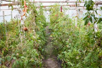travel to Crimea - last harvest of tomatoes in greenhouse in Simferopol in autumn