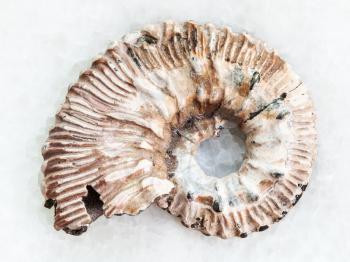 macro shooting of natural mineral rock specimen - Ammonite fossil on white marble background