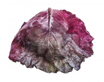 sinlgle leaf of ripe red cabbage isolated on white background