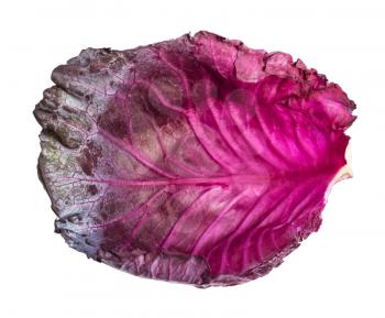 purple leaf of ripe red cabbage isolated on white background
