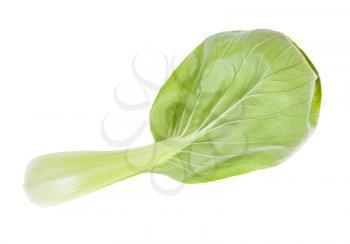 rear side of leaf of bok choy ( pak choi) Chinese cabbage isolated on white background