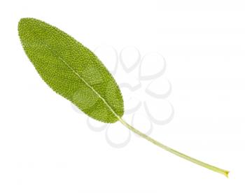 fresh leaf of sage (salvia officinalis) plant isolated on white background