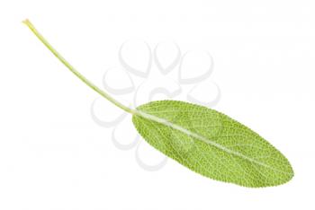 back side of green leaf of sage (salvia officinalis) plant isolated on white background