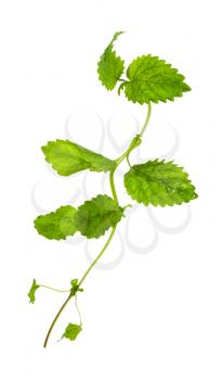 green twig of lemon balm (melissa officinalis) herb isolated on white background