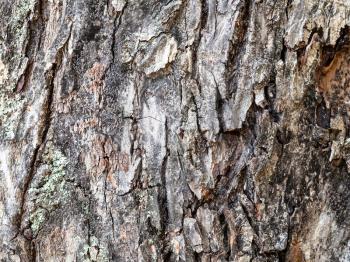 natural texture - uneven bark on old trunk of apple tree close up