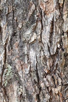 natural texture - rough bark on old trunk of apple tree close up