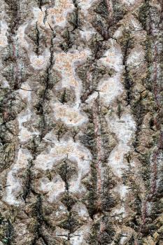 natural texture - wet and rough bark on old trunk of aspen tree (populus tremula) close up
