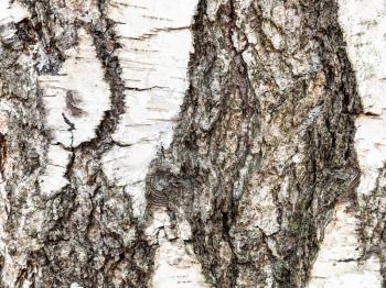 natural texture - rough bark on mature trunk of birch tree (betula pendula) close up