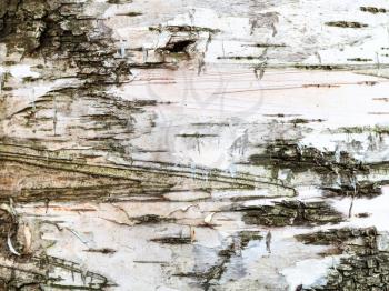 natural texture - natural white bark on trunk of birch tree (betula alba) close up