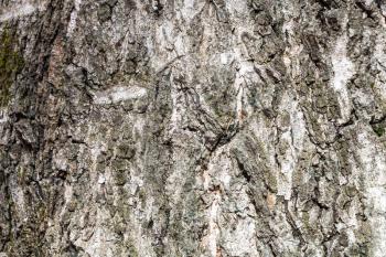 natural texture - furrowed gray bark on old mature trunk of birch tree close up