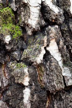 natural texture - mossy and grooved bark on old trunk of birch tree (betula pendula) close up
