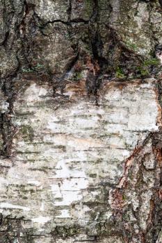 natural texture - wet and rough bark on old trunk of birch tree (betula alba) close up