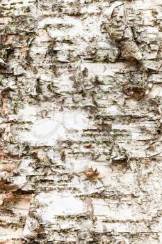natural texture - uneven bark on mature trunk of birch tree (betula alba) close up