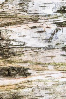natural texture - natural bark on trunk of birch tree (betula alba) close up