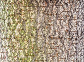natural texture - uneven bark on trunk of horse chestnut tree close up