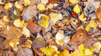 panoramic natural background - top view of wet fallen leaves on ground in city park in late fall