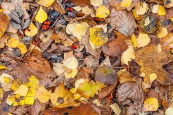 natural background - top view of wet various fallen leaves at meadow in city park in late fall