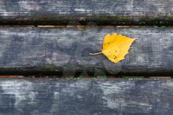 top view of single yellow leaf of birch tree on wet wooden black bench in city park in late fall