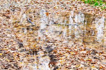 rain puddle in wheel track of dirty road covered by fallen leaves in city park in late fall