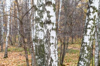 white birch trunks in grove in city pank in late fall