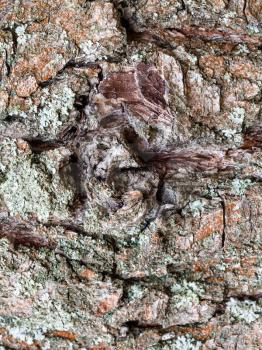 natural texture - gnarled bark on mature trunk of cherry tree (prunus cerasus) close up