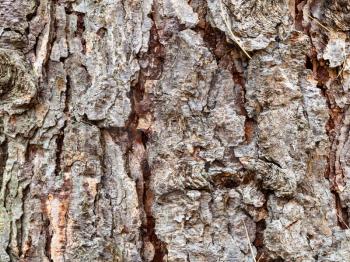 natural texture - cracked bark on mature trunk of larch tree ( larix sibirica) close up