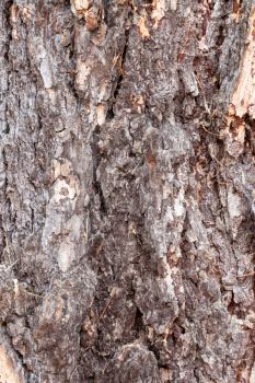 natural texture - furrowed brown bark on old trunk of larch tree ( larix sibirica) close up