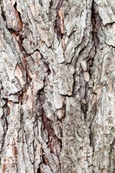 natural texture - rough bark on old trunk of larch tree ( larix sibirica) close up
