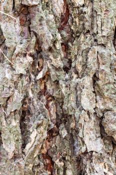 natural texture - grooved bark on mature trunk of larch tree ( larix sibirica) close up