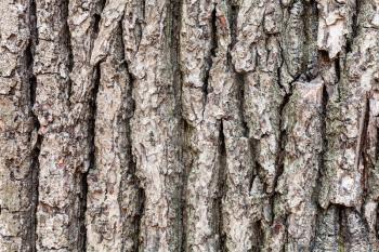natural texture - cracked bark on old trunk of oak tree (quercus robur) close up