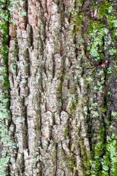 natural texture - mossy and grooved bark on old trunk of maple tree (acer platanoides) close up