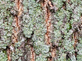 natural texture - lichen on bark on mature trunk of box elder tree (acer negundo) close up
