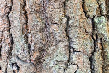 natural texture - wrinkly bark on mature trunk of oak tree (quercus robur) close up