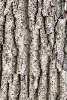 natural texture - rough bark on old trunk of oak tree (quercus robur) close up