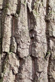 natural texture - grooved bark on old trunk of oak tree (quercus robur) close up