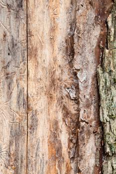 natural texture - wood of pine tree trunk with peeled bark close up