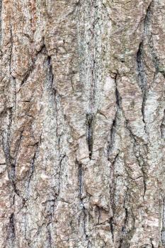 natural texture - rough bark on mature trunk of poplar tree (populus nigra) close up