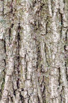 natural texture - grooved bark on old trunk of poplar tree (populus nigra) close up