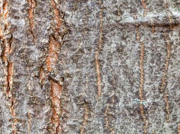 natural texture - uneven bark on old trunk of red oak tree (quercus rubra) close up